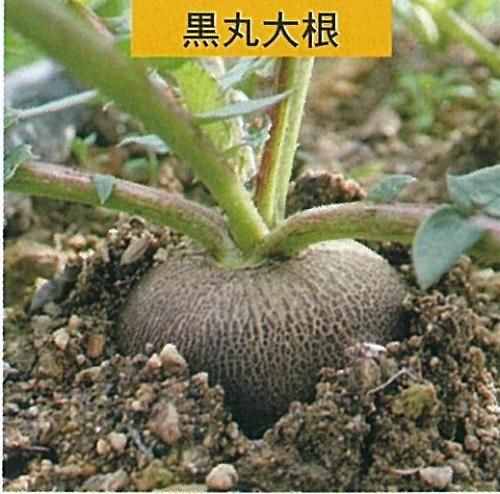 黒丸大根 5ml オガワのタネ 黒丸大根 5ml オガワのタネ