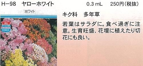 ヤローホワイト 0 3ml キク科多年草 オガワのタネ ヤローホワイト 0 3ml キク科多年草 オガワのタネ