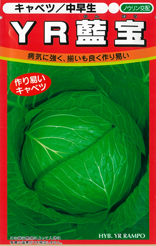YR藍宝 - オガワのタネ オンラインショップ YR藍宝 - オガワのタネ オンラインショップ