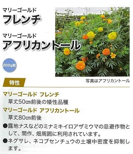 マリーゴールド フレンチ 100g カネコ オガワのタネ マリーゴールド フレンチ 100g カネコ オガワのタネ