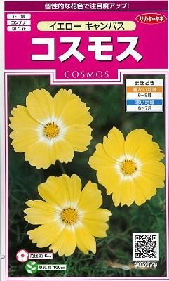 コスモス イエローキャンパス オガワのタネ オンラインショップ