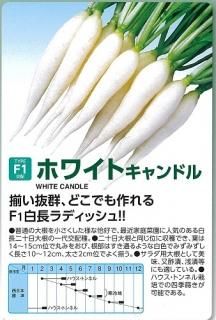 大量入荷 二十日大根 - オンラインショップ オガワのタネ 野菜