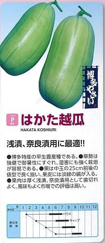 はかた越瓜（３０粒） - オガワのタネ