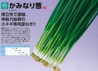 葉ネギ - オガワのタネ オンラインショップ