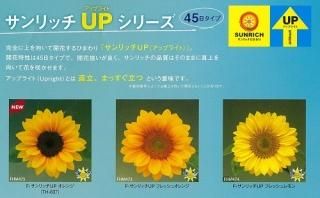 ひまわり（営利用） - オガワのタネ オンラインショップ
