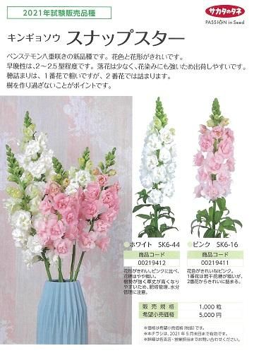 キンギョソウ スナップスター ピンク １０００粒 オガワのタネ オンラインショップ