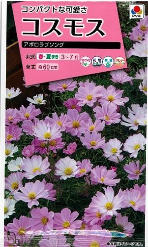 コスモス アポロラブソング - オガワのタネ オンラインショップ
