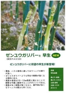 アスパラガス - オガワのタネ オンラインショップ アスパラガス - オガワのタネ オンラインショップ