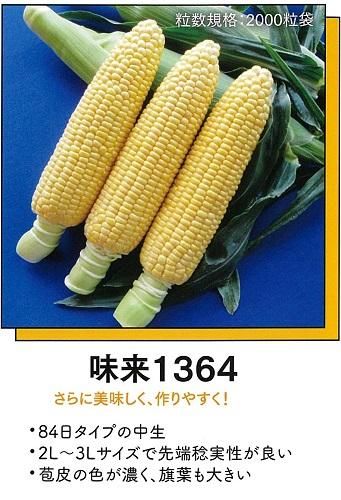 イエロー早生 味来1364 2000粒入 味来1364 - オガワのタネ オンラインショップ