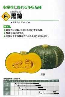 かぼちゃ オガワのタネ オンラインショップ かぼちゃ オガワのタネ オンラインショップ
