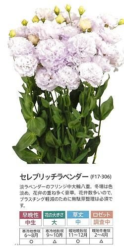 セレブリッチラベンダー - オガワのタネ オンラインショップ