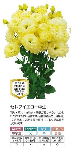 花セレブ セレブイエロー中生 - オガワのタネ オンラインショップ