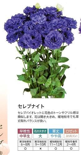 エトロ 花 フラワー Flower ヤシの木 ボタニカル リゾート 希少 セレブ