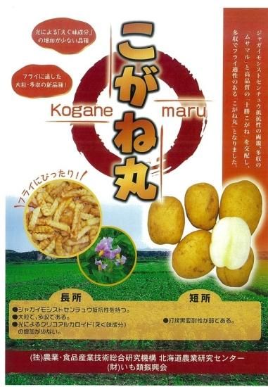 こがね丸（登録品種）（2025年売切） - オガワのタネ