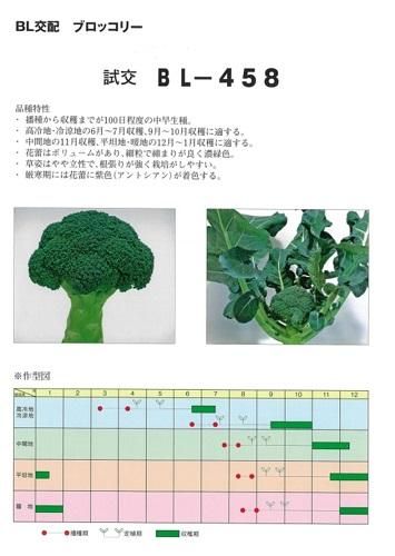 激安！ブロッコリー種子【おはよう】 （てしまの苗
