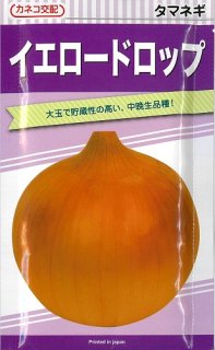 玉ねぎ（中生・遅手） - オガワのタネ オンラインショップ