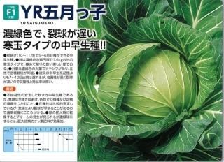 キャベツ - オガワのタネ オンラインショップ