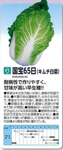 レタス 【パスポート】 種 タネ SEED ※海外持ち出し禁止