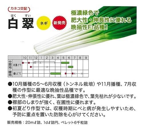 白翠 - オガワのタネ オンラインショップ 白翠 - オガワのタネ オンラインショップ