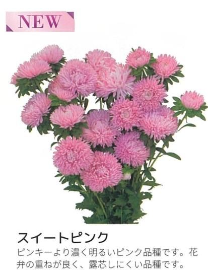 ボブ スイートピンク - オガワのタネ オンラインショップ