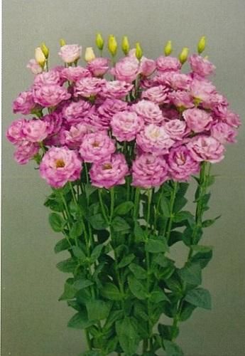 専用になりました。トルコ、薔薇4点 花新 バラ・カーネーション・トルコキキョウMIX花束 八王子