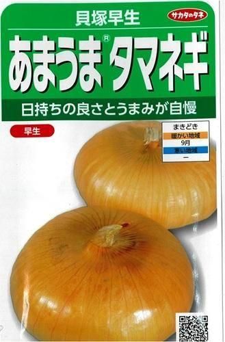 早生】玉ねぎ苗▽貝塚早生1000本 たまねぎ・貝塚早生の販売情報 - 園芸用品