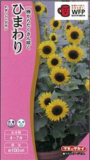ひまわり ダンシングサン - オガワのタネ オンラインショップ