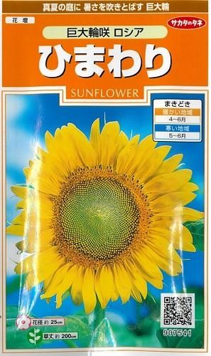 ひまわり 巨大輪咲ロシア 2025年品切れ - オガワのタネ オンライン