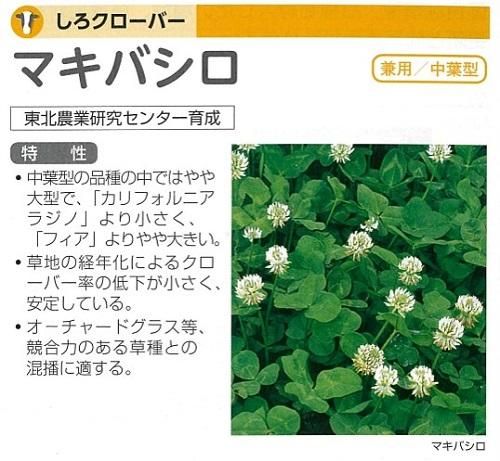 マキバシロ(カネコ)(2025年今期品切) - オガワのタネ マキバシロ(カネコ)(2025年今期品切) - オガワのタネ