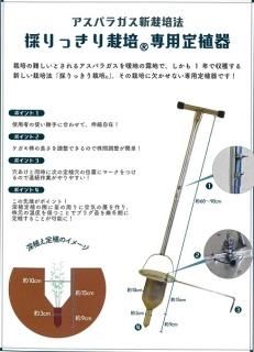 アスパラガス - オガワのタネ オンラインショップ アスパラガス - オガワのタネ オンラインショップ