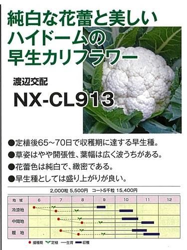 激安激カワ【新品】ビッグサイズめくれる白菜とカリフラワーの野菜祭りセット 59928_1800x1800.jpg?v=1703748798