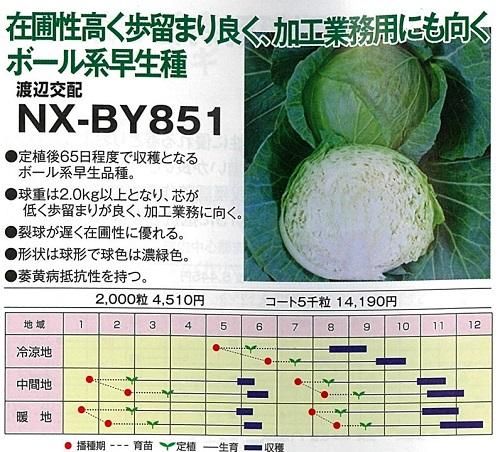 NXーBY851 - オガワのタネ オンラインショップ