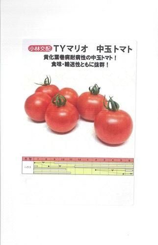 TYマリオ - オガワのタネ オンラインショップ