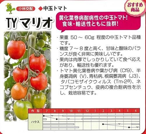 TYマリオ - オガワのタネ オンラインショップ