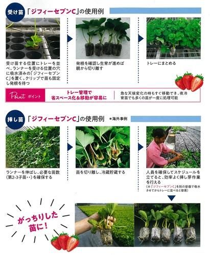 ジフィーセブンC - オガワのタネ オンラインショップ