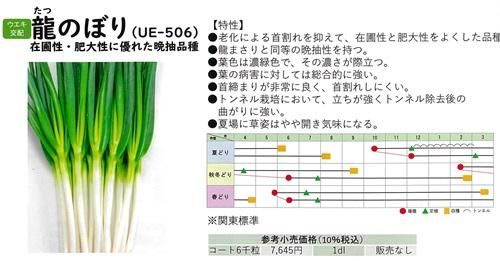 ネギの種　龍のぼり14個 龍のぼり - オガワのタネ オンラインショップ