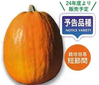 かぼちゃ - オガワのタネ オンラインショップ