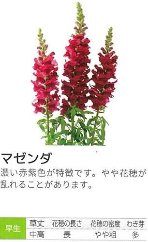 アンティーク マゼンタ - オガワのタネ オンラインショップ