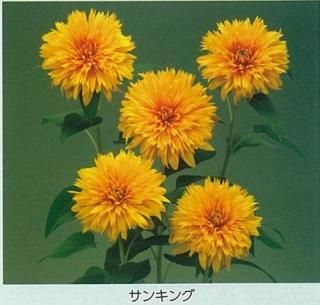 ヒマワリページ 今朝5時に家を出て向日葵の写真を撮ろうと張り切って行ったけど