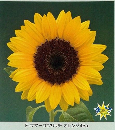 サマーサンリッチオレンジ45α - オガワのタネ オンラインショップ