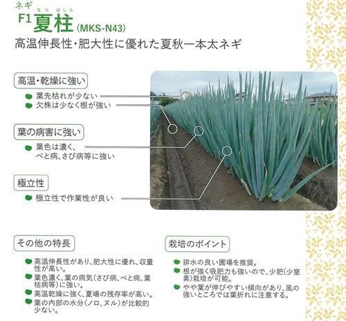 夏柱 - オガワのタネ オンラインショップ
