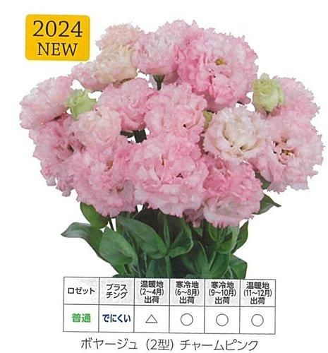 ボヤージュ2型チャームピンク - オガワのタネ オンラインショップ