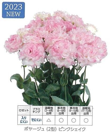 ピンクパールねこやなぎ♡抜き苗② ピンクパールねこやなぎ♡抜き苗②