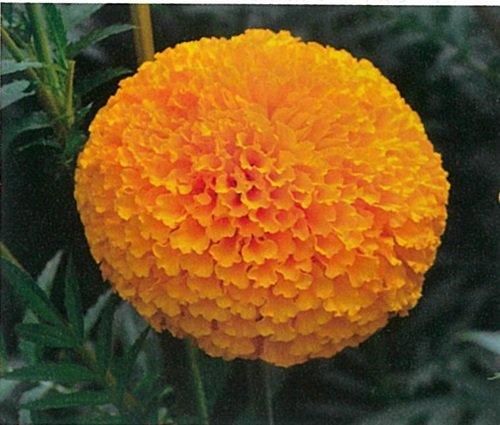 マリーゴールドの花種、業務用１００ｇ＋選べる粗品をプレゼント。 マリーゴールドの花種、業務用100g＋選べる粗品をプレゼント