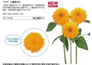 ひまわり（営利用） - オガワのタネ オンラインショップ