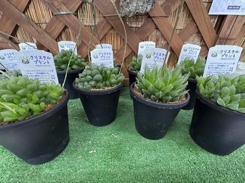 クリスタルプラント（ハオルチア）3.5号鉢 - オガワのタネ