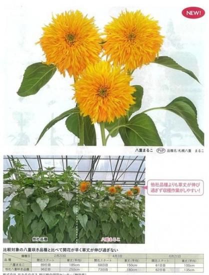 子株 アガベ COK01｜丸葉・低重心系の美形株（抜き苗） アガベ COK-