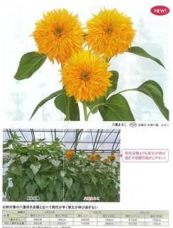 ひまわりのたねころうさん専用ページ ひまわり・オレンジサン| 種・苗・ガーデニング用品の【タキイ