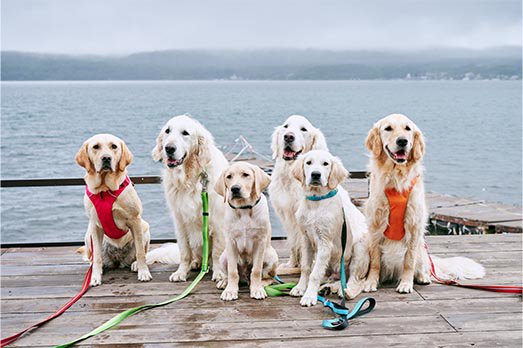 湖の前で犬たちが並ぶ写真