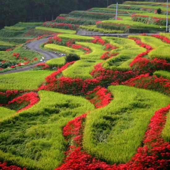 天山酒造の仕込み水を使用した「テンザン(103)サイダー」24本セット